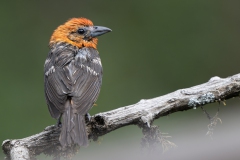Flame-colored Tanager