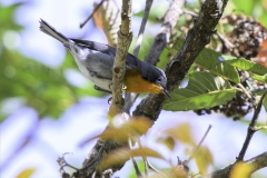 Flame-throated Warbler