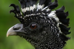 Great Curassow