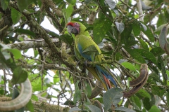 Great Green Macaw