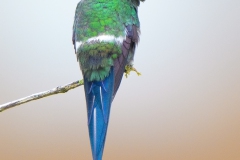 Green Thorntail