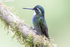 Grey-tailed Mountain gem
