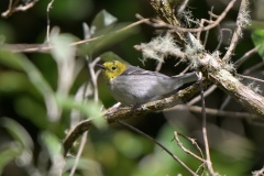 Hermit Warbler