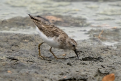 Least Sandpiper
