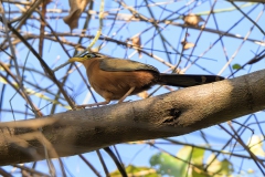 Lesser Ground-cuckoo