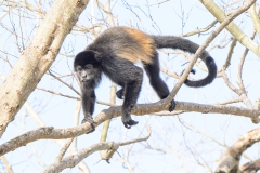 Mantled Howler
