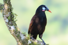 Montezuma Oronpenola