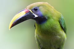 Northern Emerald Toucanet