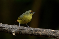 Olive-backed Euphonia