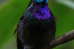 Purple-throated Mountain-Gem