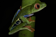 Red-eyed Leaf-Frog