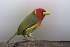 Red-headed Barbet