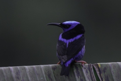 Red-legged Honeycreeper