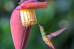Rufous-tailed Hummingbird