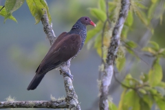Scaled Pigeon