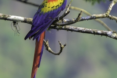 Scarlet Macaw