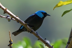 Scarlet-thighed Dacnis
