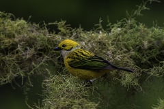 Silver-throated Tanager