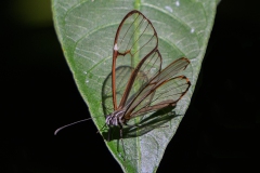 Simple Clearwing