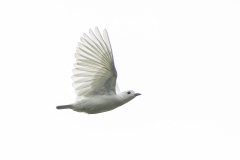 Snowy Cotinga