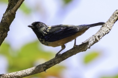 Speckled Tanager