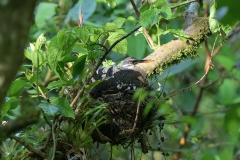 Sunbittern