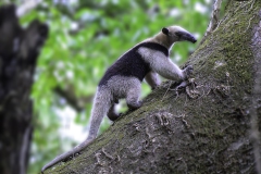 Tamandua