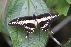 Thoas Swalowtail