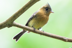 Tufted Flycatcher