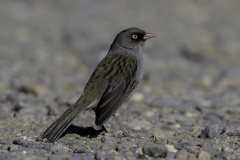 Vulcano Junco