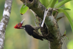 White-billed Woodpecker