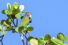 White-fronted Parrot