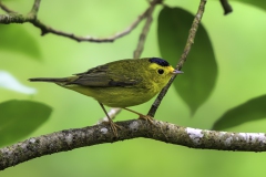 Wilsons Warbler