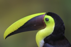 Yellow-billed Toucan