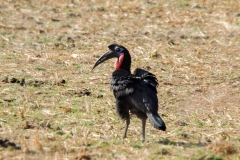 Abyssinian Ground Hornbill