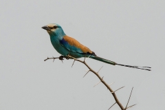 Abyssinian Roller