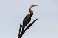 African Darter