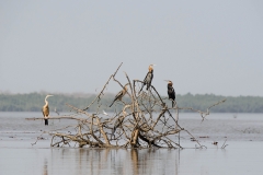 African Darter