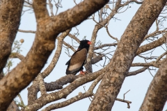 Bateleur