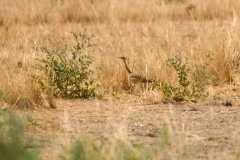 Black-bellied Bustard