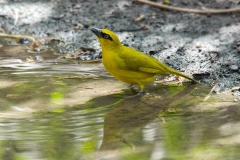 Blacknecked Weaver