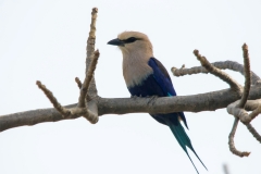 Blue-bellied Roller