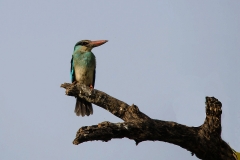 Blue-breasted Kingfisher
