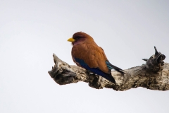 Broadbilled Roller