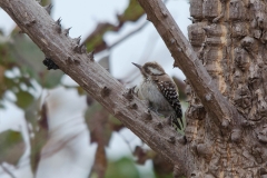 Brown-backed Woodpecker