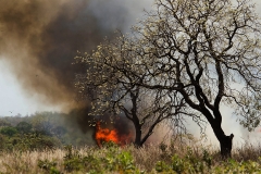 Bushfire
