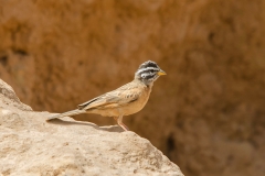 Gosling's Rock Bunting
