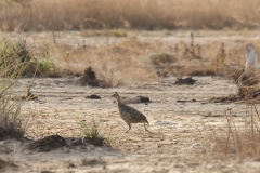 Double-spurred Francolin