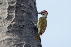 Fine-spotted Woodpecker