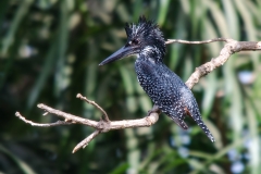 Giant Kingfisher